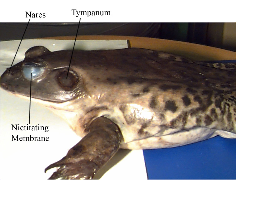 Tympanic Membrane Frog Function And Location